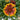 Gaillardia aristata SpinTop® 'Copper Sun' (Blanketflower)