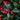 Gaultheria Wintergreen cu