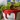 Venus Fly Trap