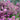 Heather Calluna Purple