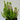 Heather Calluna 'Las Vegas'