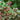 Helleborus x Royal Heritage™ (Snow / Lenten Rose)