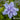 Hibiscus 'Blue Chiffon'® (Rose of Sharon) CNT