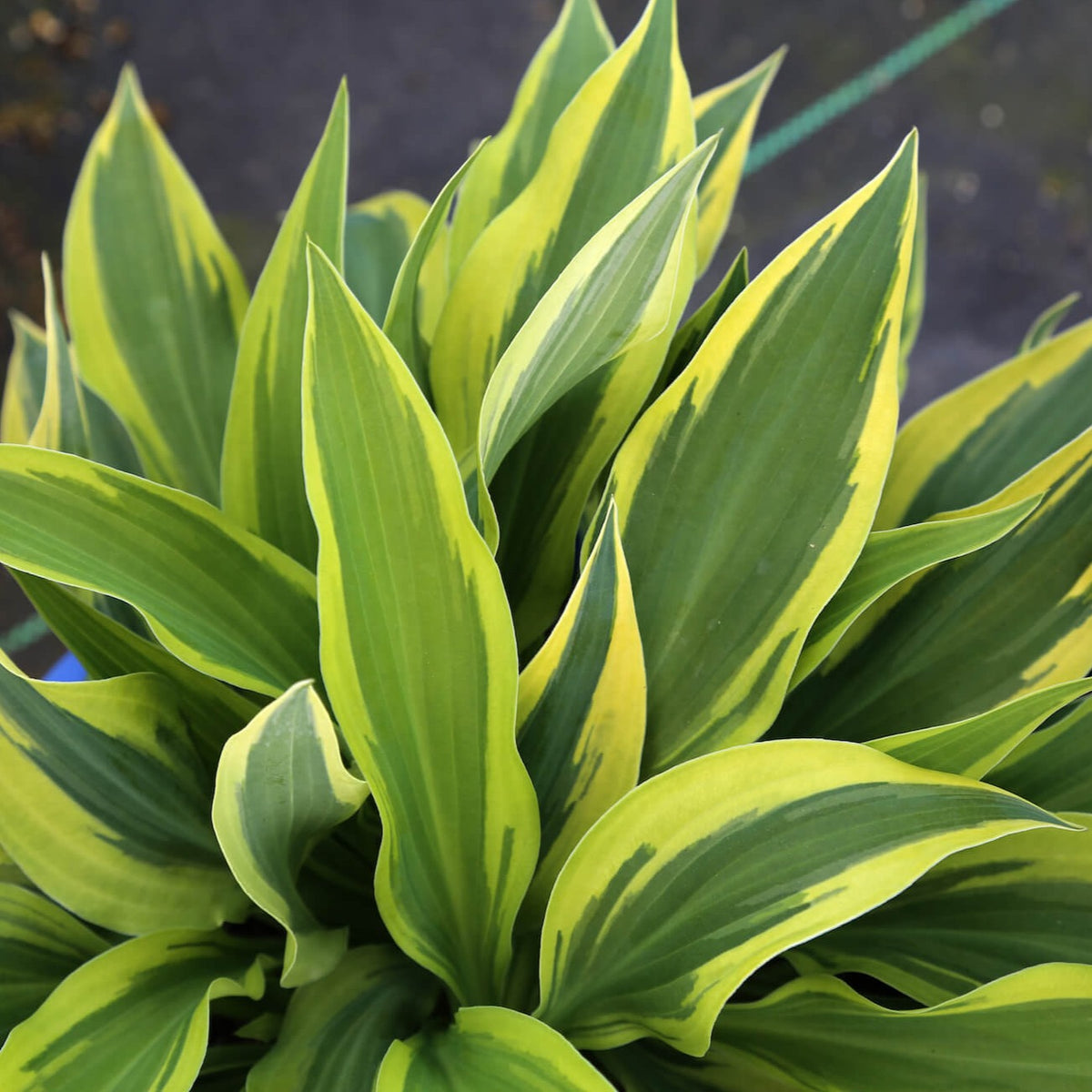 Hosta 'Wolverine' – Chelsea Garden Center