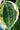 Hoya Macrophylla