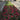 Downtown Brooklyn Partnership Commercial Planting