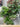 Chelsea Garden Center Residential Design Services Example with Planters and Perennials