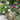 Chelsea Garden Center Residential Design Services Example in Backyard Patio