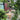 Chelsea Garden Center Residential Design Services Example in Backyard Patio
