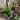 Brooklyn Residential Landscaping Design