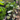 Brooklyn Residential Landscaping Design