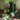 Brooklyn Residential Landscaping Design