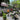 Brooklyn Custom Residential Landscaping Progress