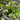 Brooklyn Residential Landscaping Design