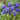 Iris Miniature 'Reticulata Harmony' Bulbs