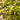 Close-up of green succulent leaves with a blurred background
