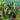 Jade Princess Millet Pennisetum Glaucum