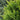 Chamaecyparis obtusa Jade Waves® (Fernspray False Cypress)