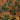 Chamaecyparis obtusa Jade Waves® (Fernspray False Cypress)