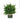 Chamaecyparis obtusa Jade Waves® (Fernspray False Cypress)