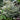 Japanese Painted Fern 'Ghost'