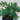Juniper Conferta 'Blue Pacific'