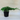 Juniper Procumbens 'Pro Nana'