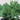 Juniper Procumbens 'Pro Nana'