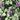 Lamium 'Orchid Frost' (Deadnettle) 2