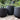 Large Matte Black Egg Pot With Saucer