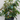 Leucothoe 'Scarletta'