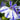 rift blue lobelia
