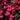 Lobelia Starship™ 'Deep Rose' (Cardinal Flower) CNT