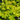 Lysimachia (Creeping Jenny)