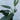 Monstera Standleyana Albo