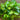 neon pothos hb