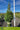 Picea abies (Norway Spruce)