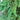 Picea abies (Norway Spruce)