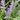 Perovskia 'Sage Advice' (Russian Sage)