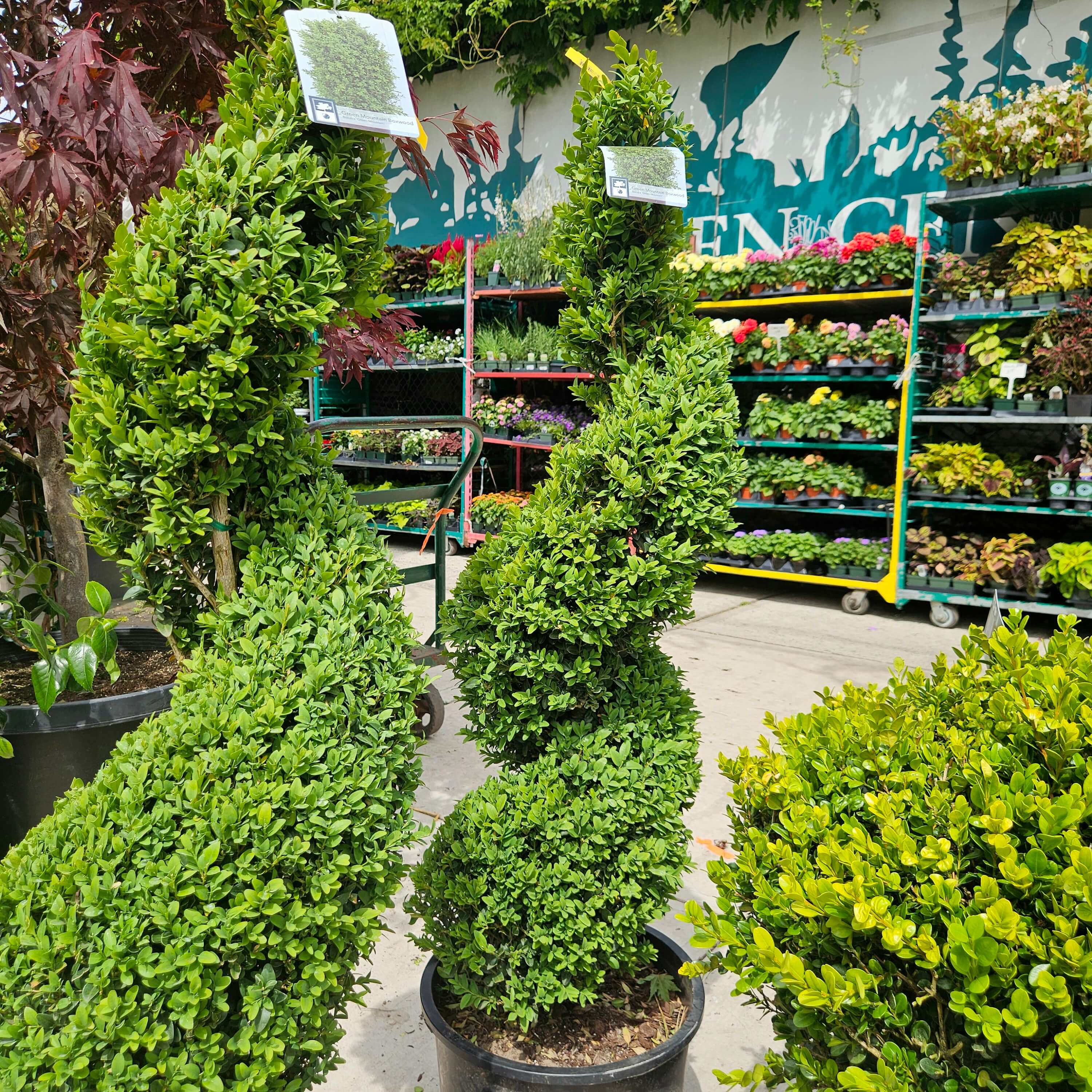 Buxus 'Green Mountain' (Spiral Topiary Boxwood) – Chelsea Garden