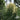 Ornamental Grass: Jet Streams™ (Dwarf Pampas Grass)