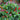 Ornamental Pepper Acapulco Multicolor Red