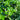 Pachysandra 'Green Sheen' evergreen groundcover