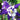 Aquilegia 'Earlybird™ Purple White' (Columbine)