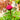 Paeonia 'Karl Rosenfield' (Peony)