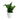 Zamioculcas Zamiifolia