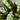 Calathea Lancifolia Small