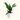 Aspidistra Cast Iron