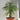 Pachypodium
