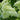 Panicle Hydrangea 'Limelight' (Tree Form) (2)